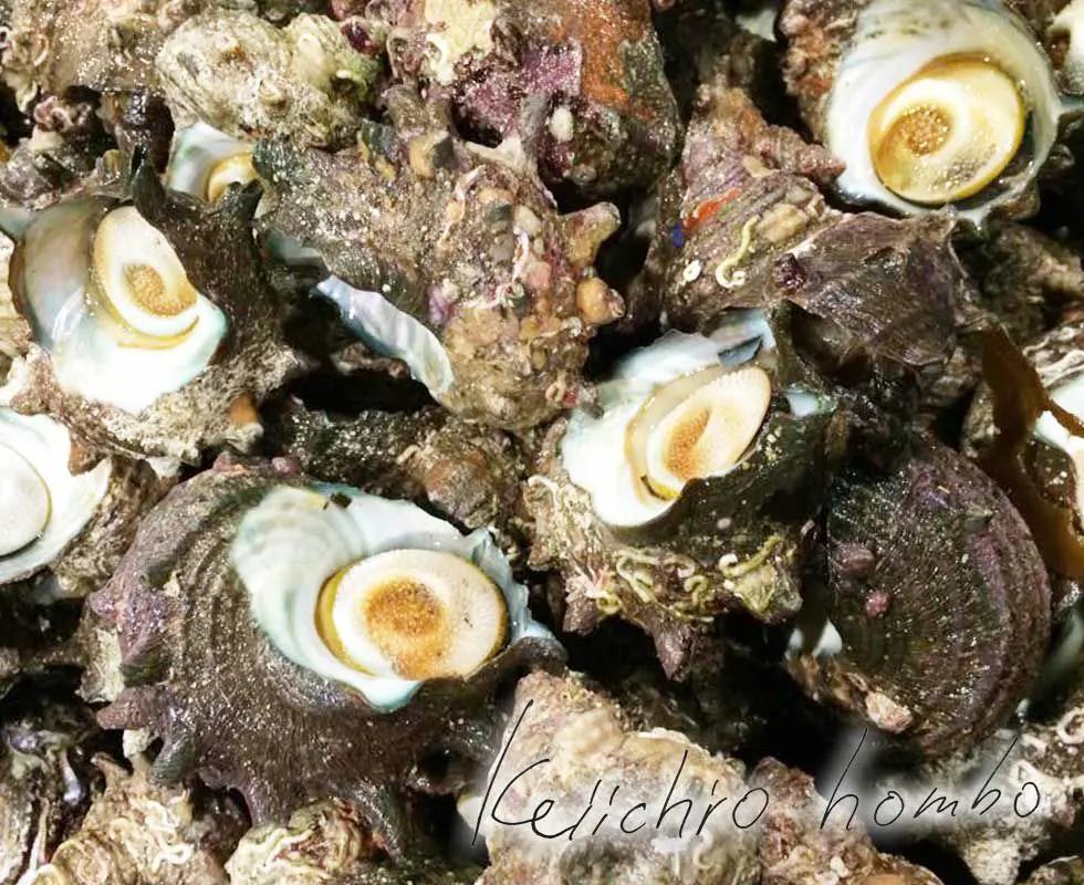 外食用鮮魚 日本一のさざえ サザエ